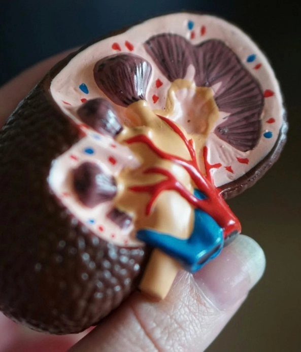 A 3D representation of a kidney, photo by Robina Weermeijer on Unsplash